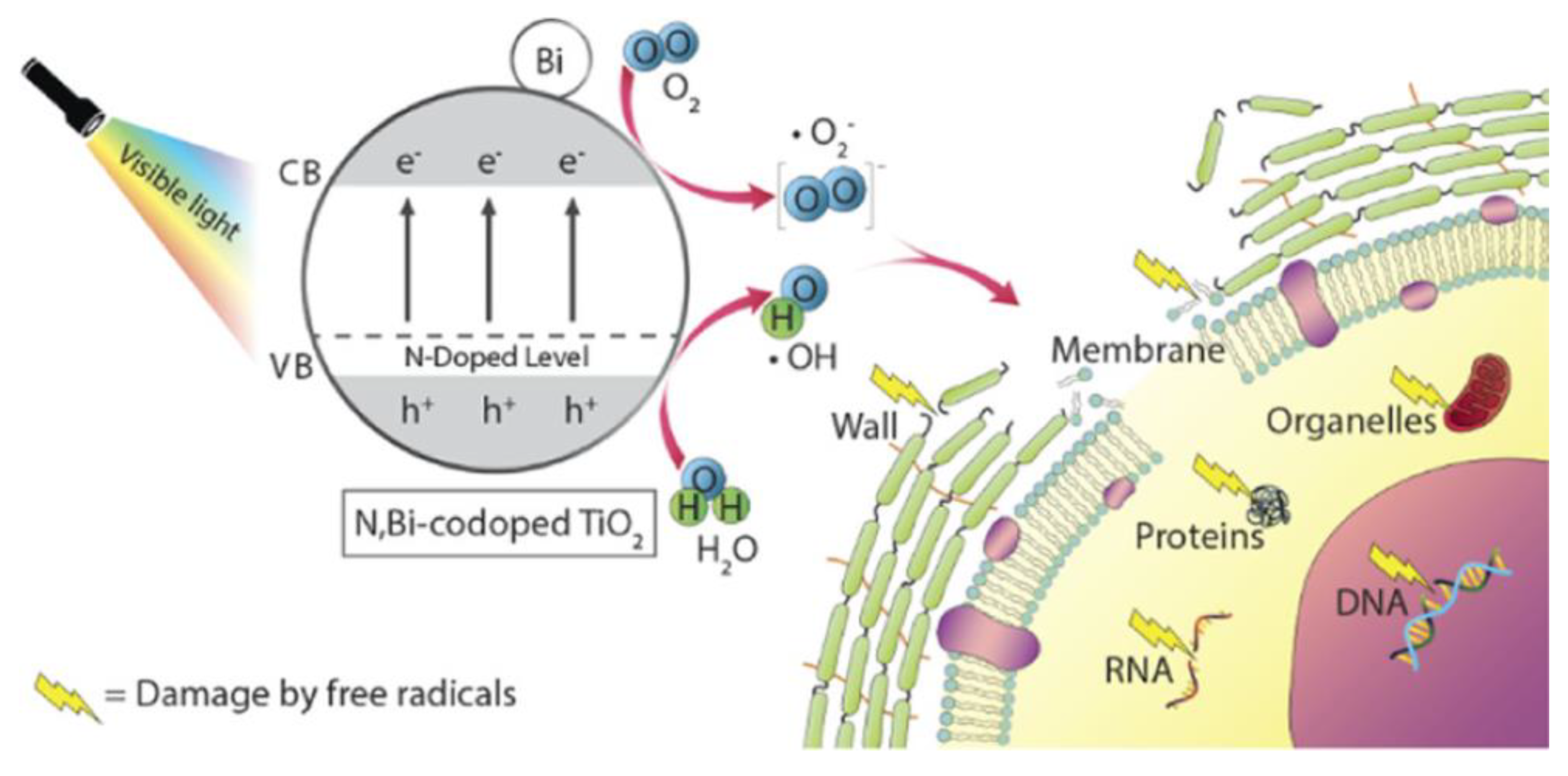 Nanomaterials 10 00643 g008