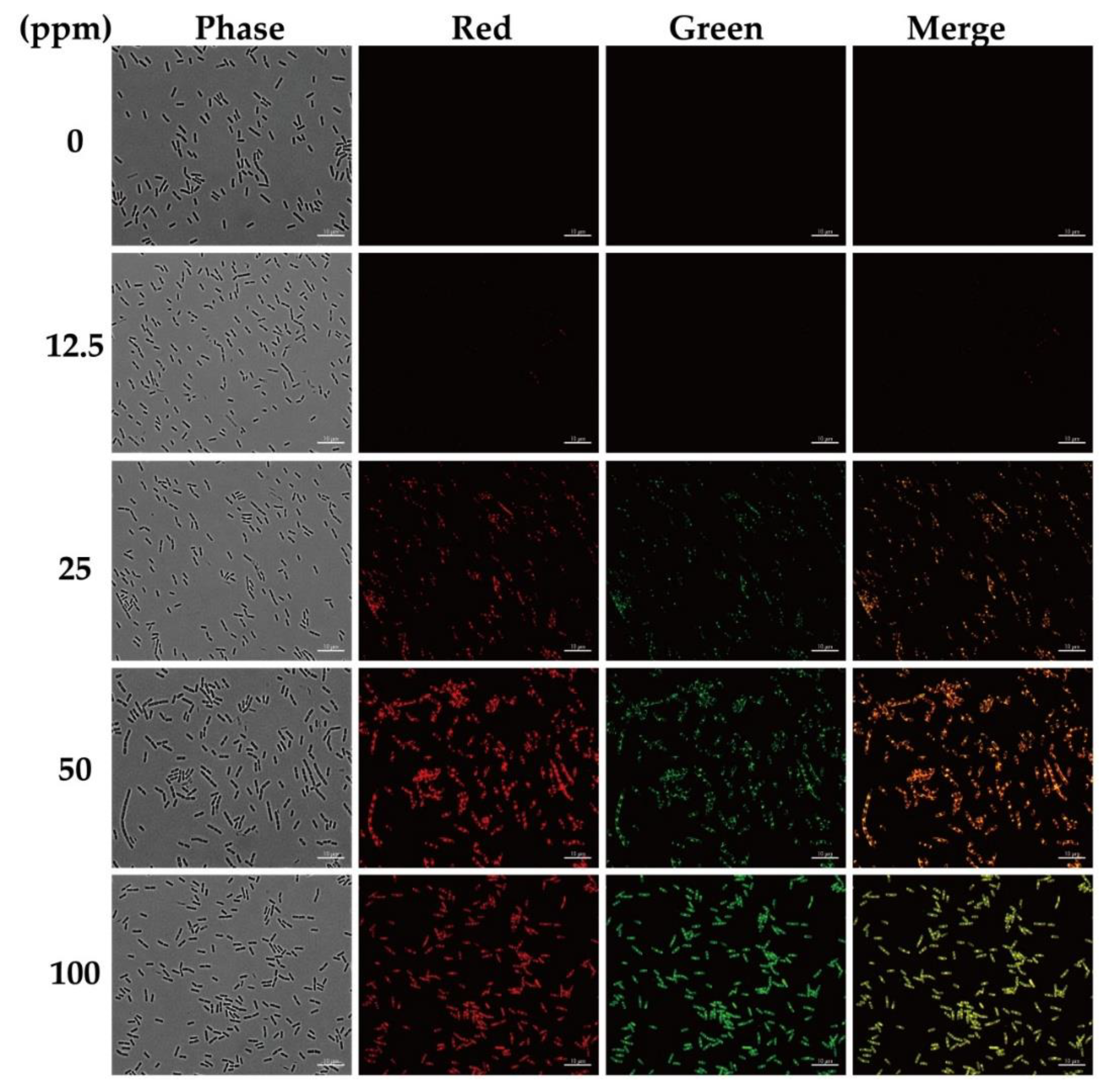 Nanomaterials 10 00677 g006