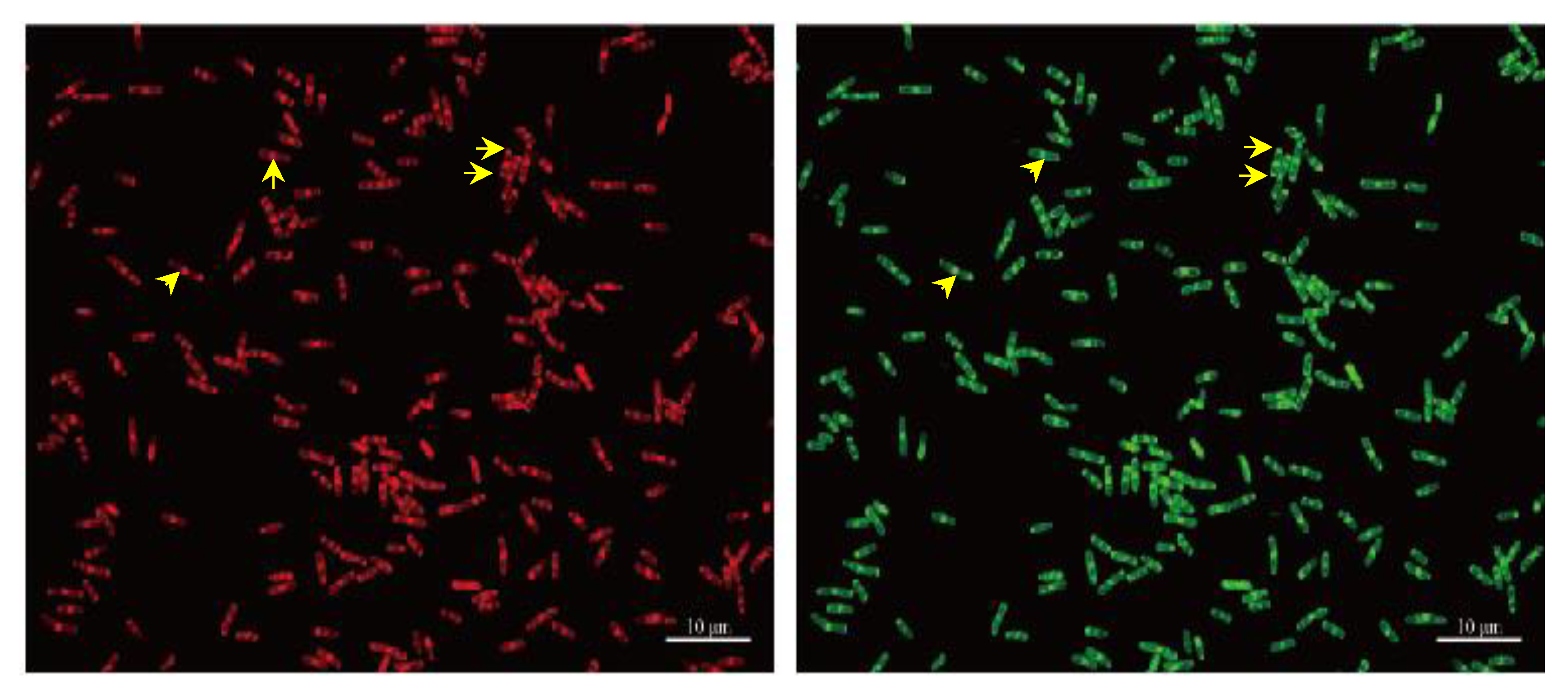 Nanomaterials 10 00677 g007