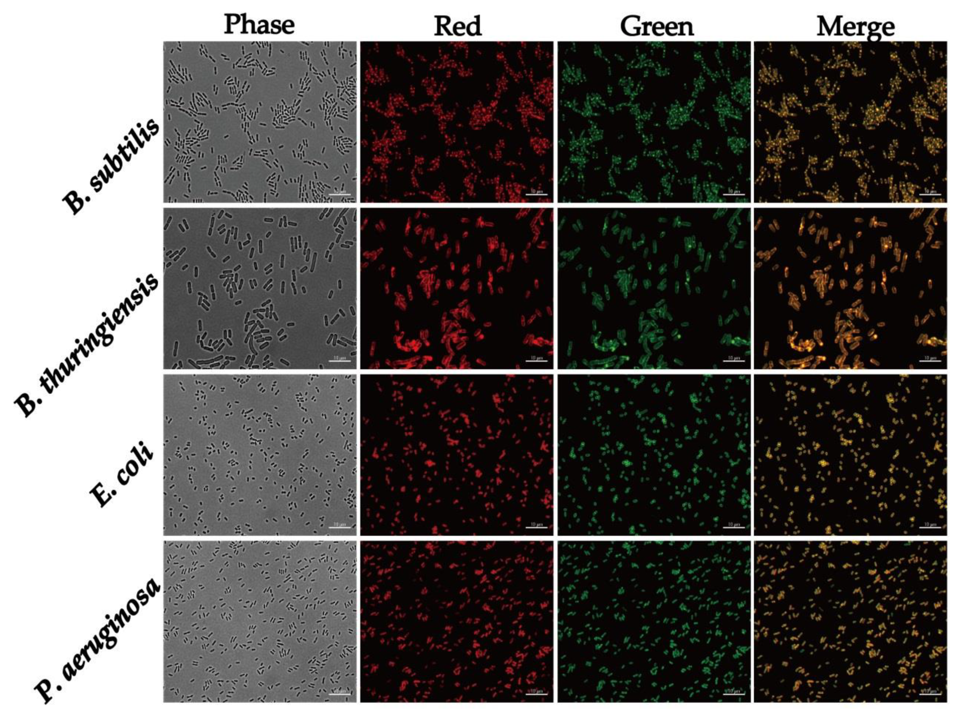 Nanomaterials 10 00677 g008