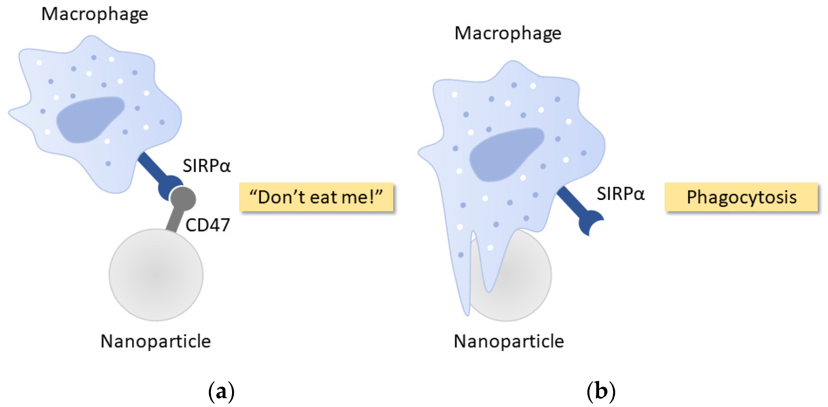 Nanomaterials 10 00787 g003