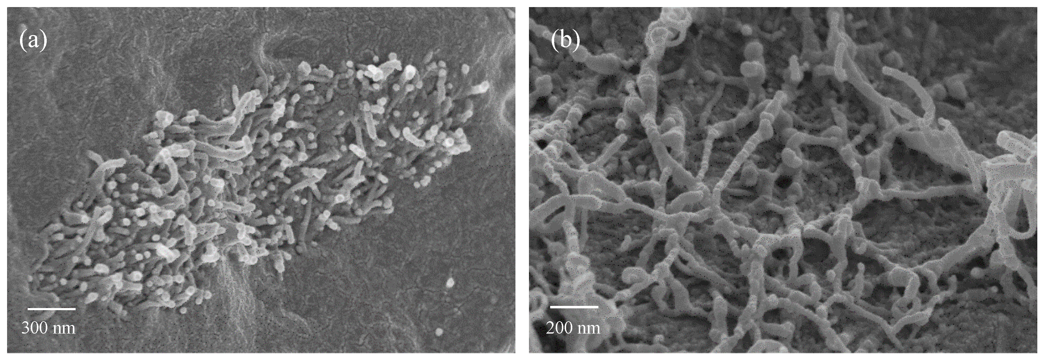 Nanomaterials 10 00814 g008 Nanomaterials 10 00814 g008