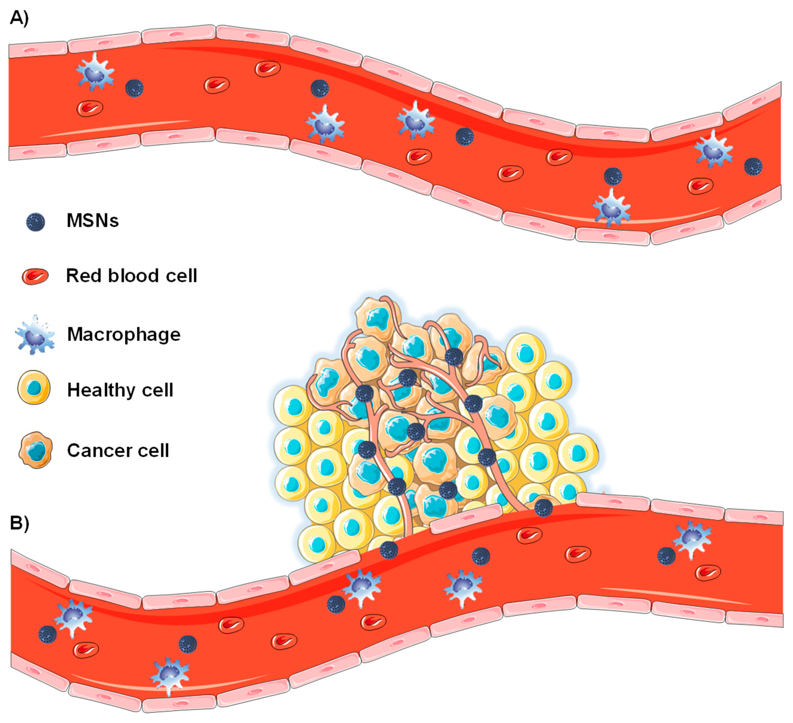 Nanomaterials 10 00916 g002
