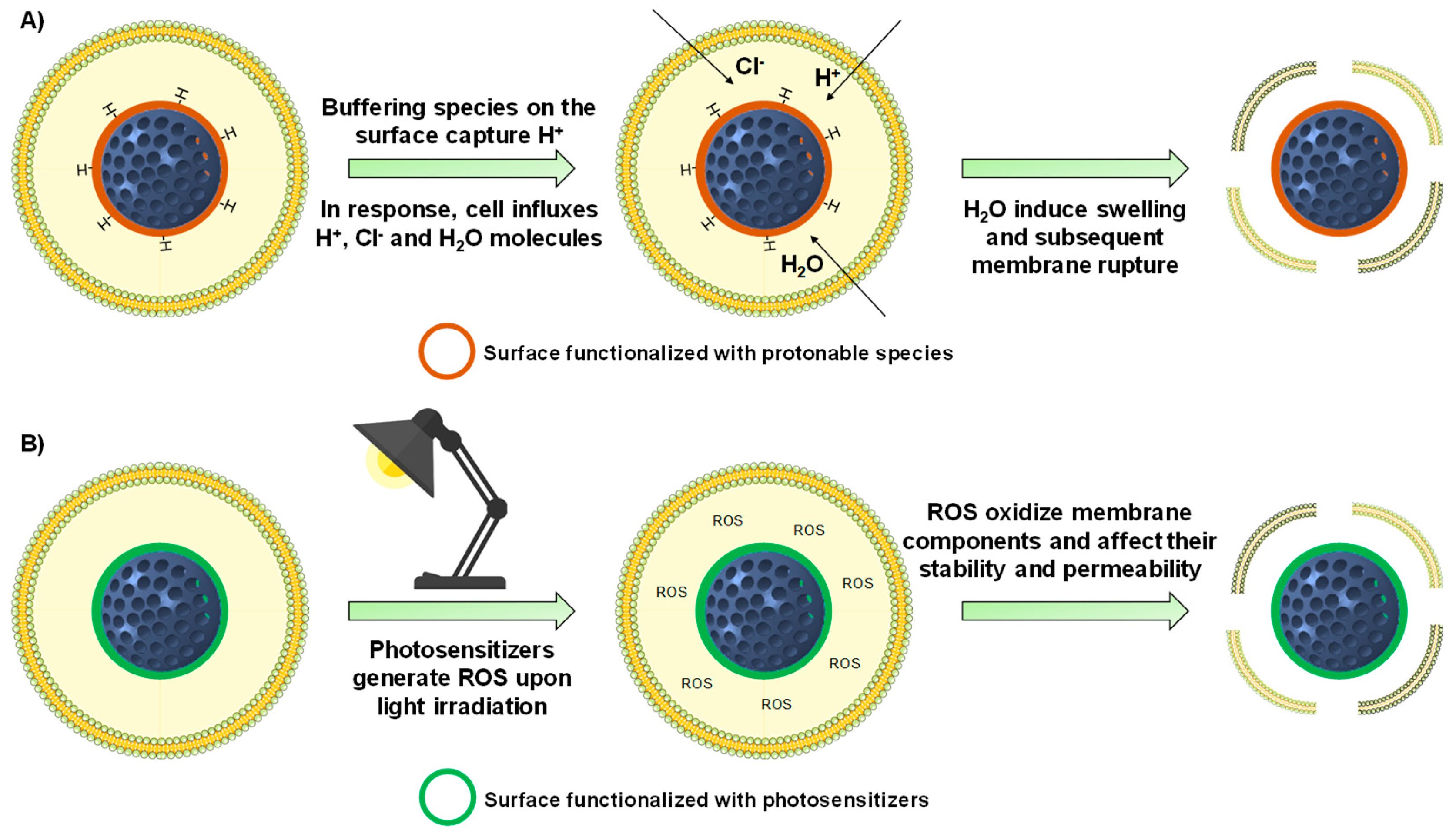 Nanomaterials 10 00916 g006