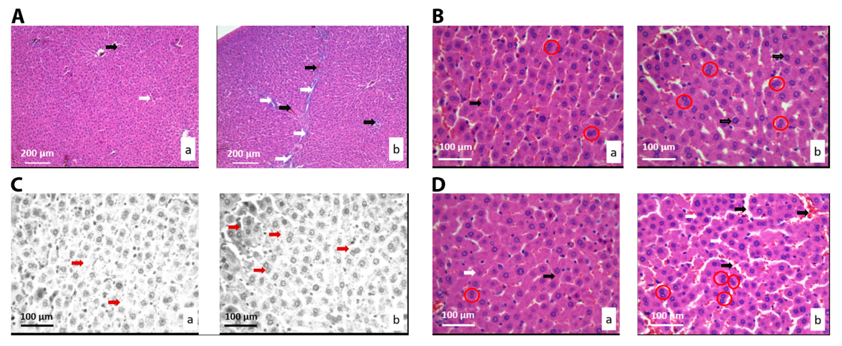Nanomaterials 10 00918 g003