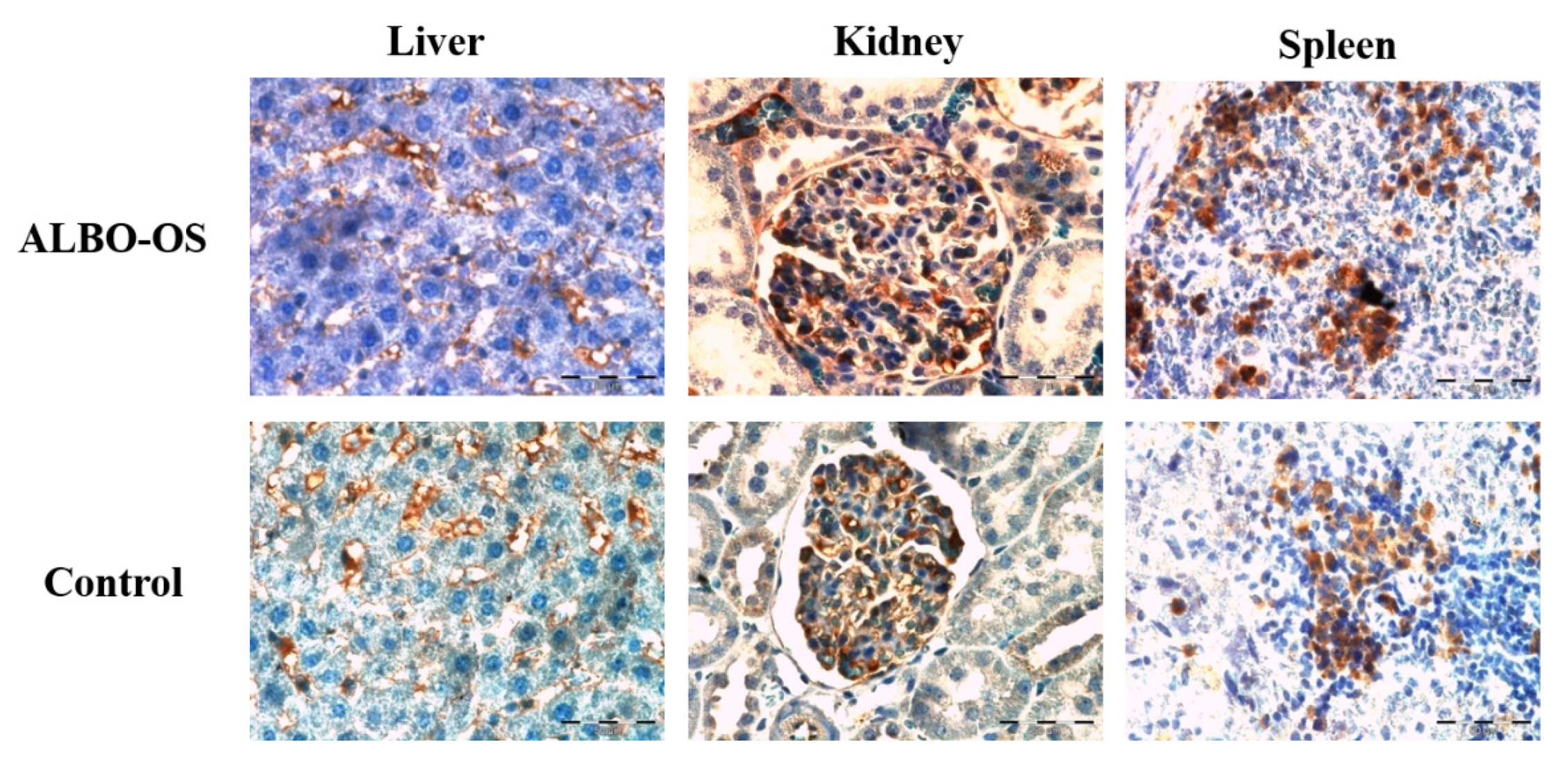 Nanomaterials 10 00918 g006