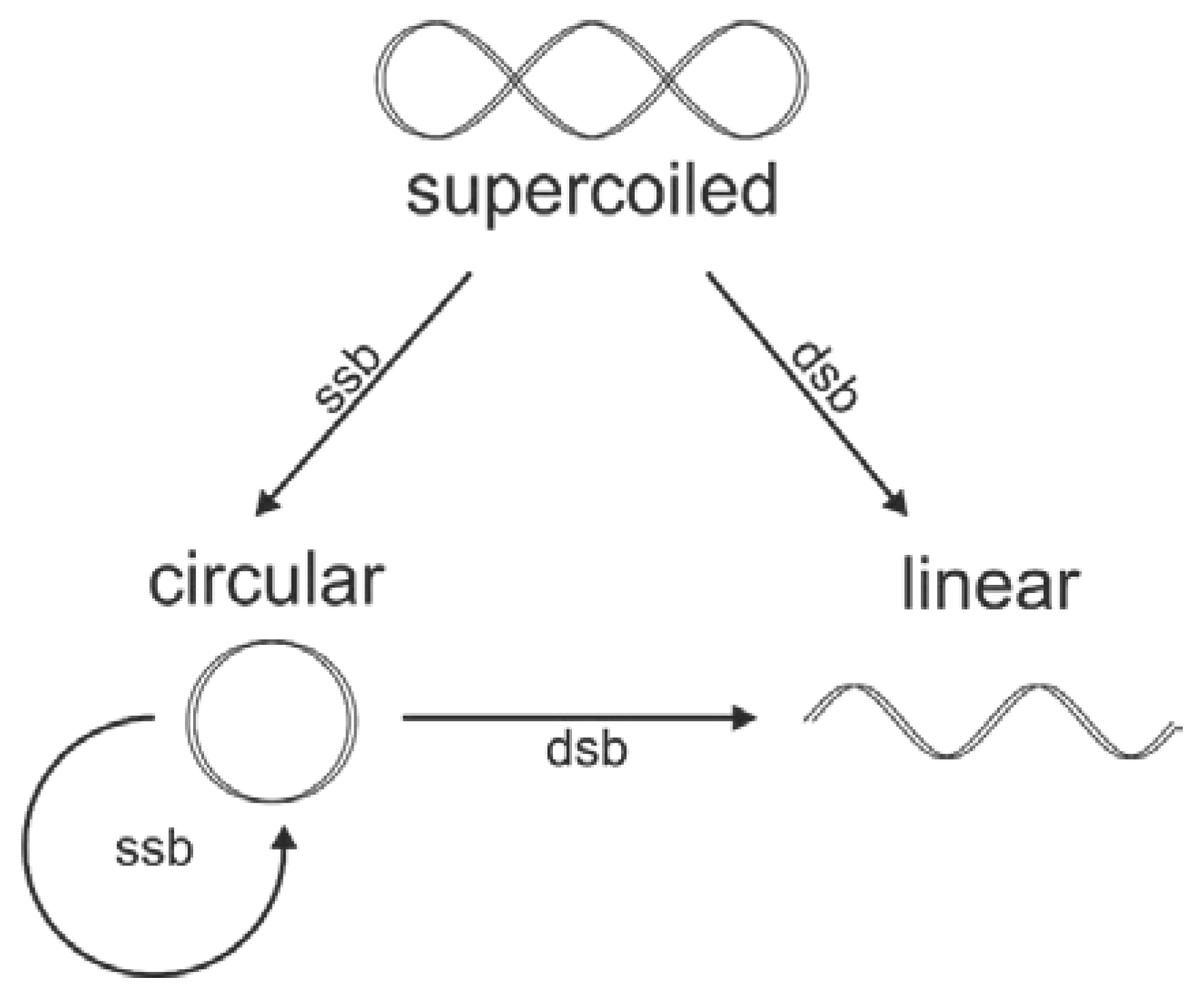 Nanomaterials 10 00952 g003