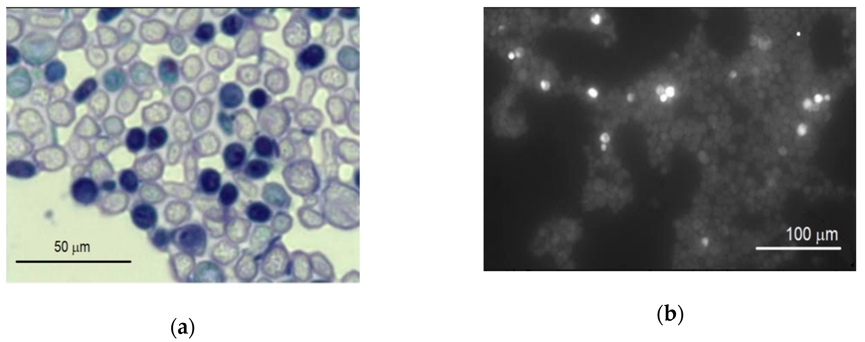 Nanomaterials 10 00954 g004 Nanomaterials 10 00954 g004