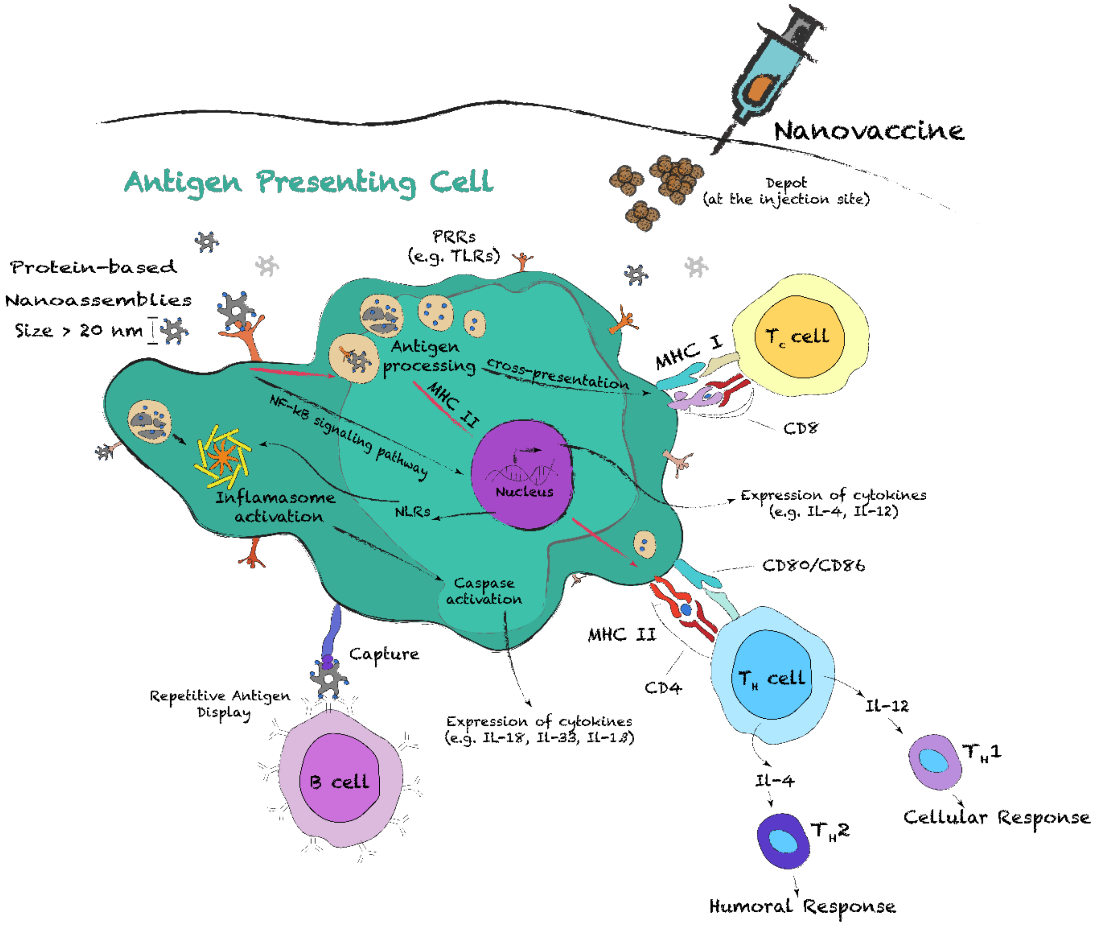 Nanomaterials 10 01008 g008