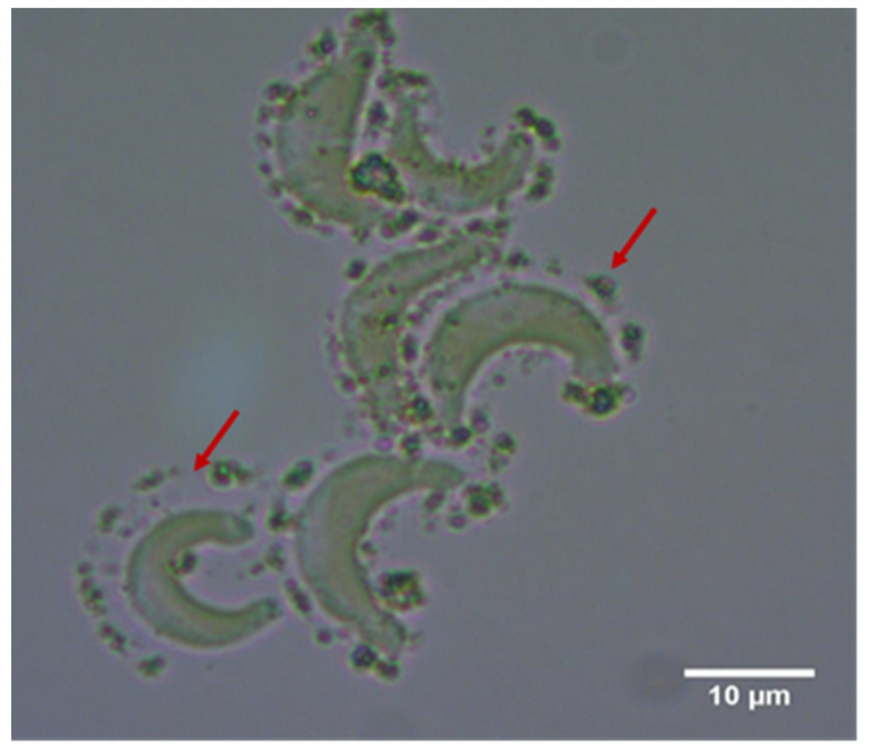 Nanomaterials 10 01021 g001 Nanomaterials 10 01021 g001