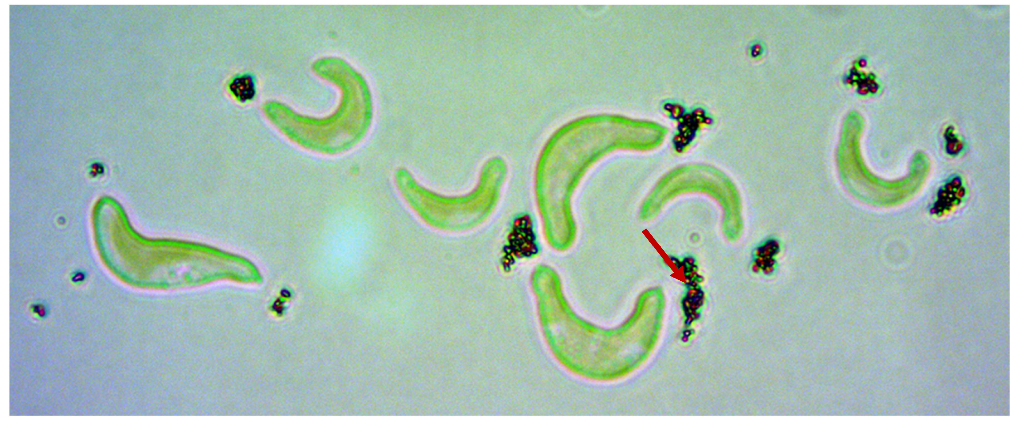 Nanomaterials 10 01021 g003 Nanomaterials 10 01021 g003