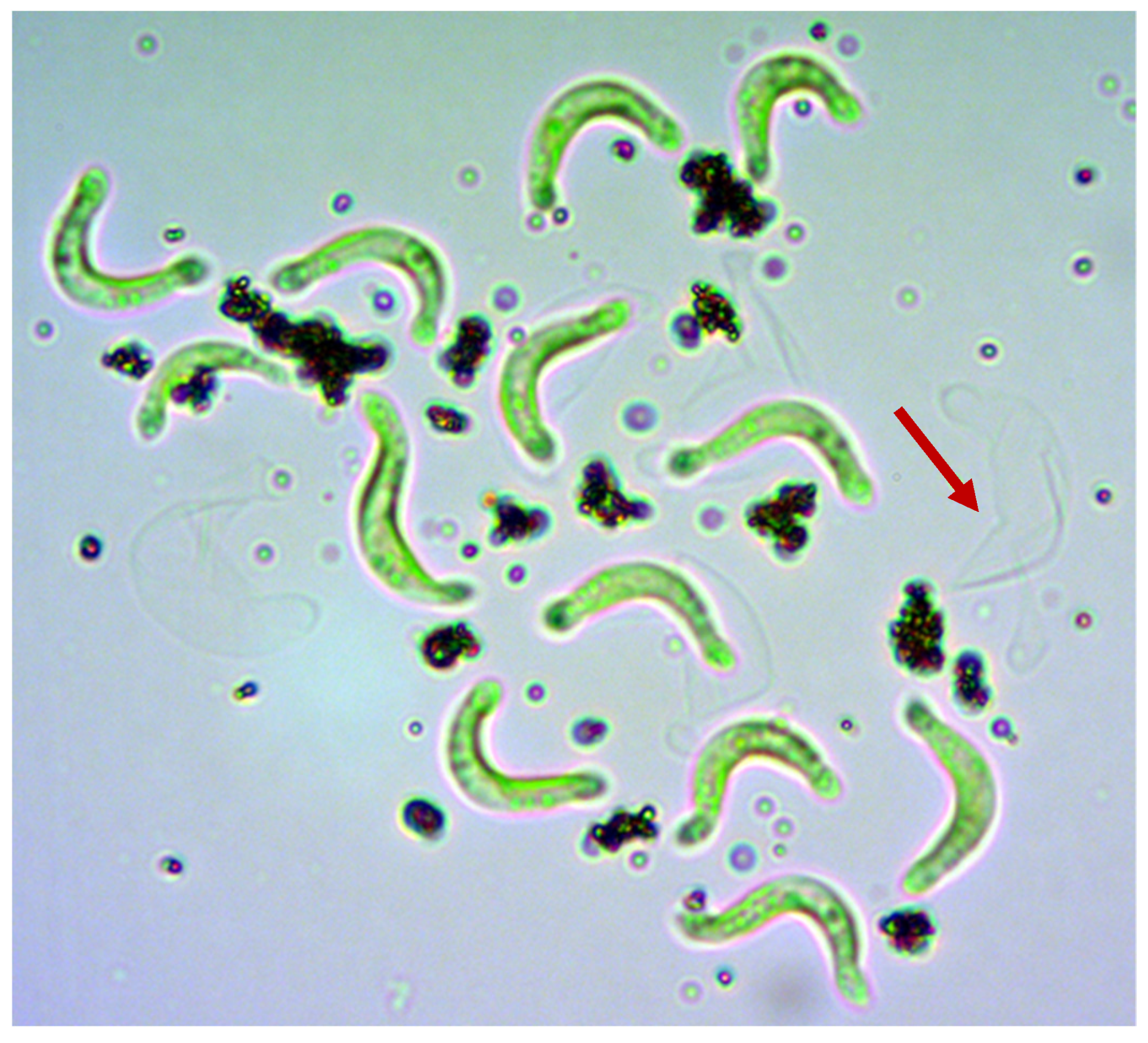 Nanomaterials 10 01021 g004 Nanomaterials 10 01021 g004