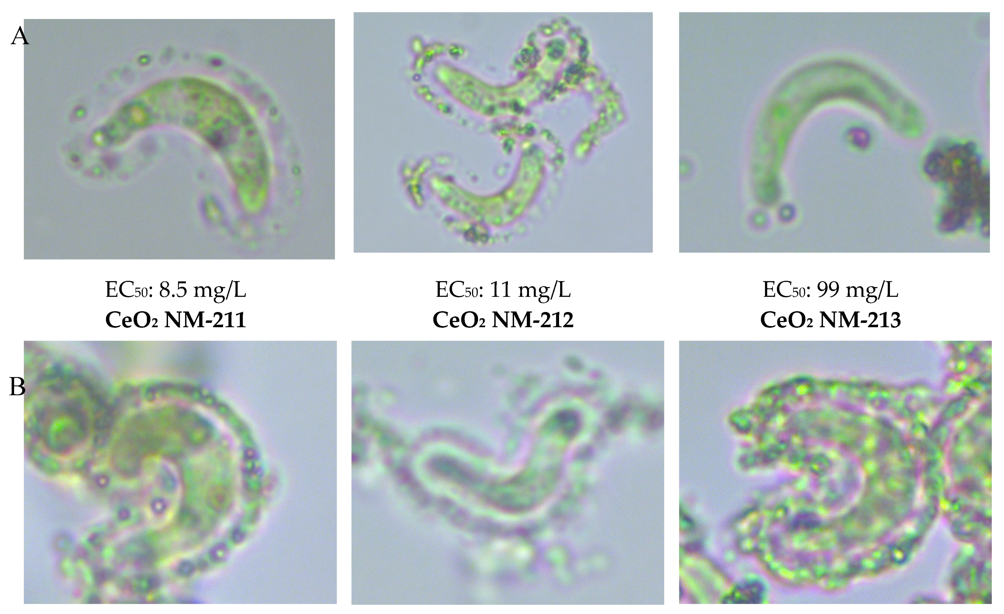 Nanomaterials 10 01021 g007a Nanomaterials 10 01021 g007a