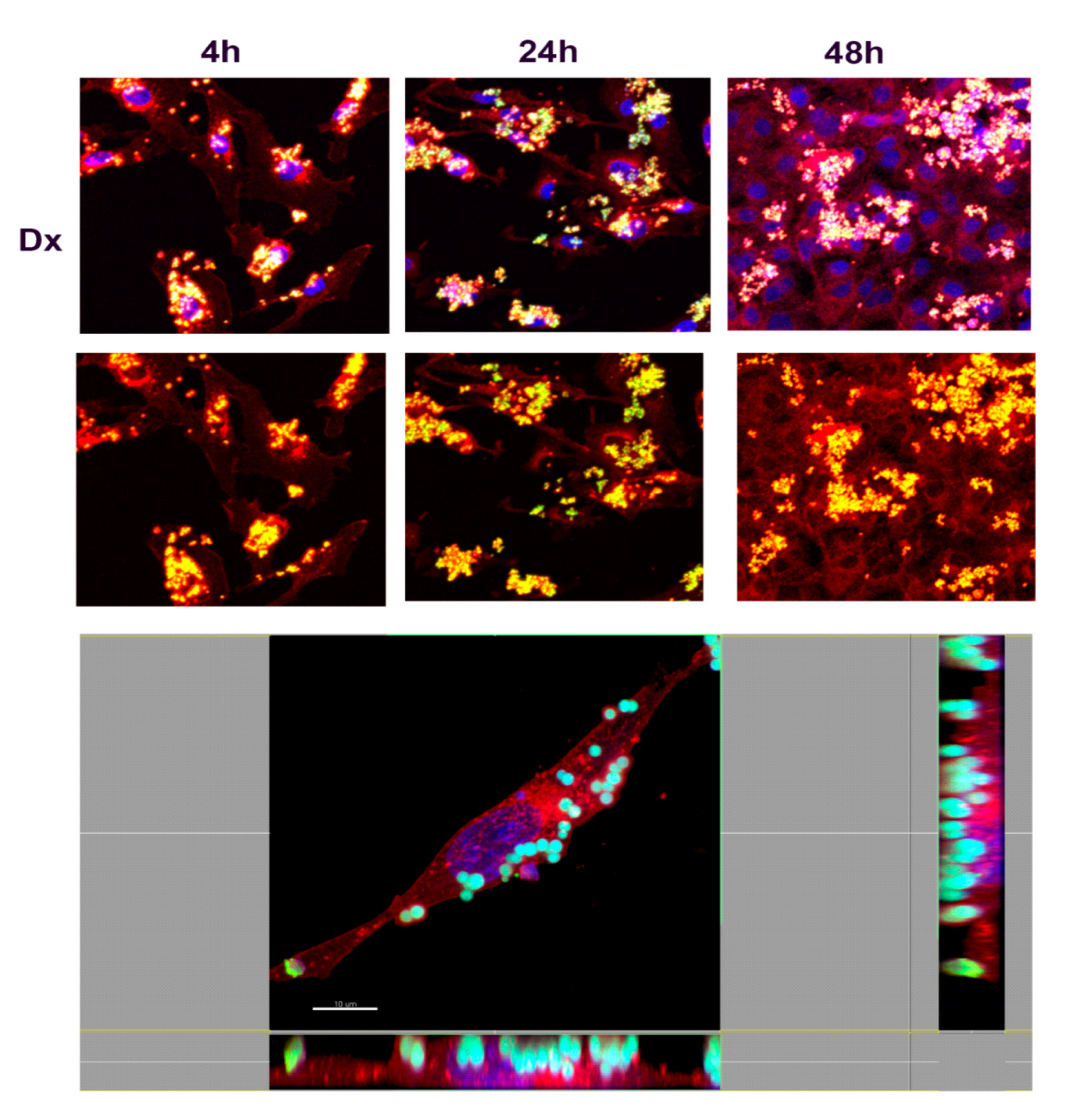 Nanomaterials 10 01075 g009