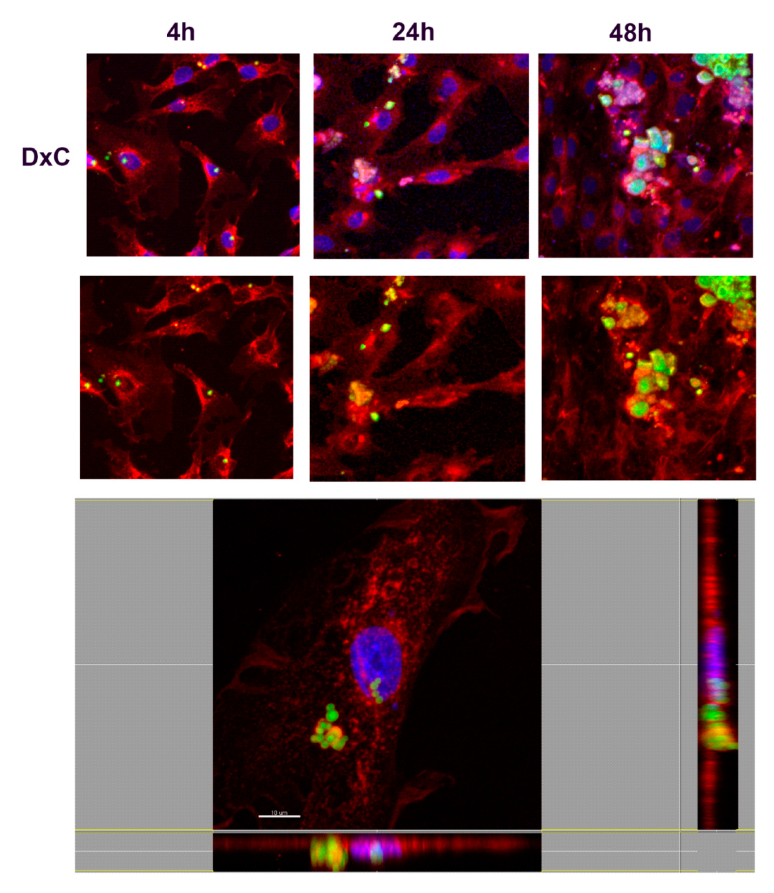 Nanomaterials 10 01075 g010