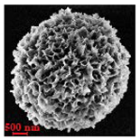 Nanomaterials 10 01075 i003