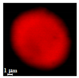 Nanomaterials 10 01075 i007