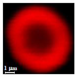 Nanomaterials 10 01075 i009