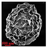 Nanomaterials 10 01075 i010