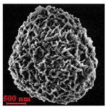 Nanomaterials 10 01075 i018