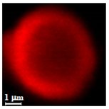 Nanomaterials 10 01075 i019