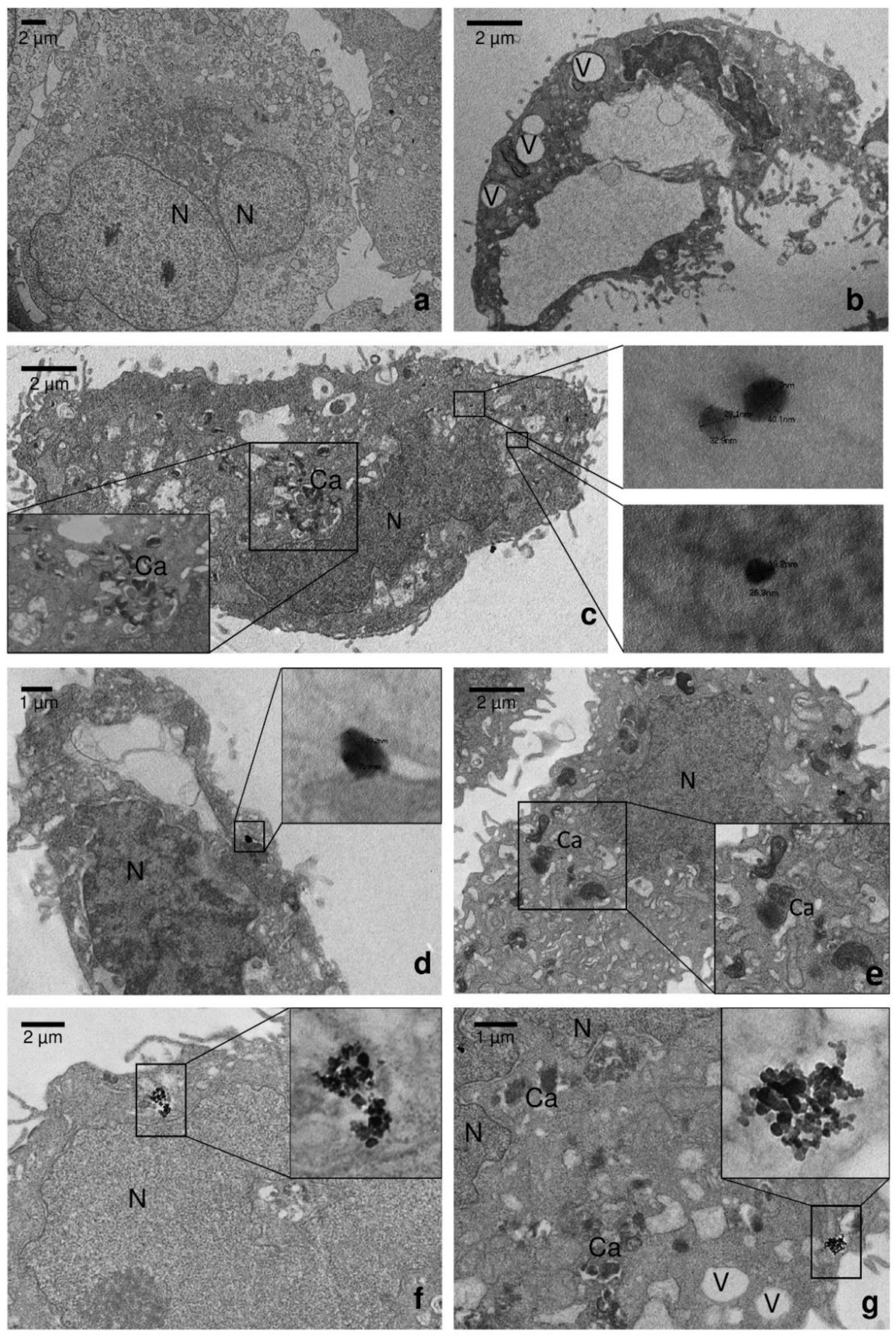 Nanomaterials 10 01174 g005 Nanomaterials 10 01174 g005