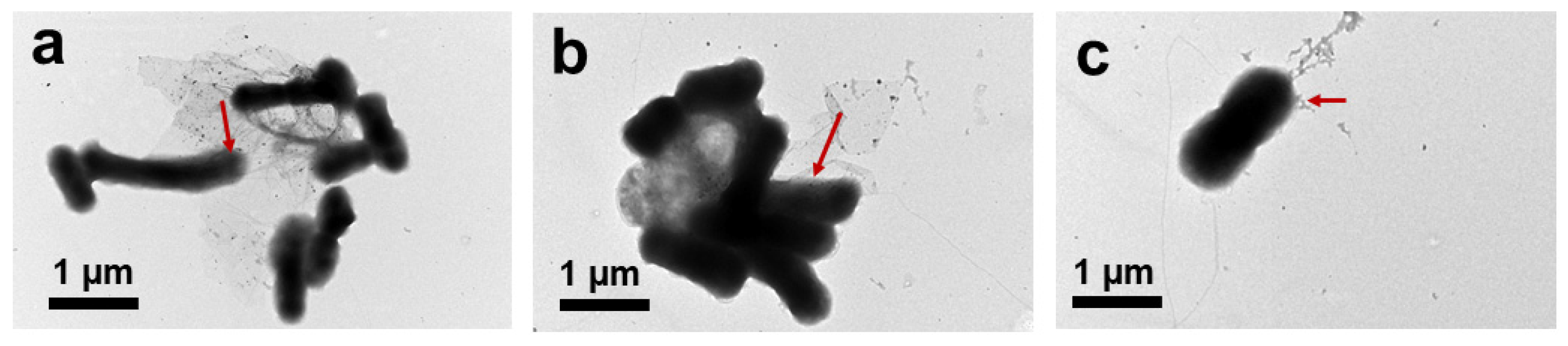 Nanomaterials 10 01207 g013