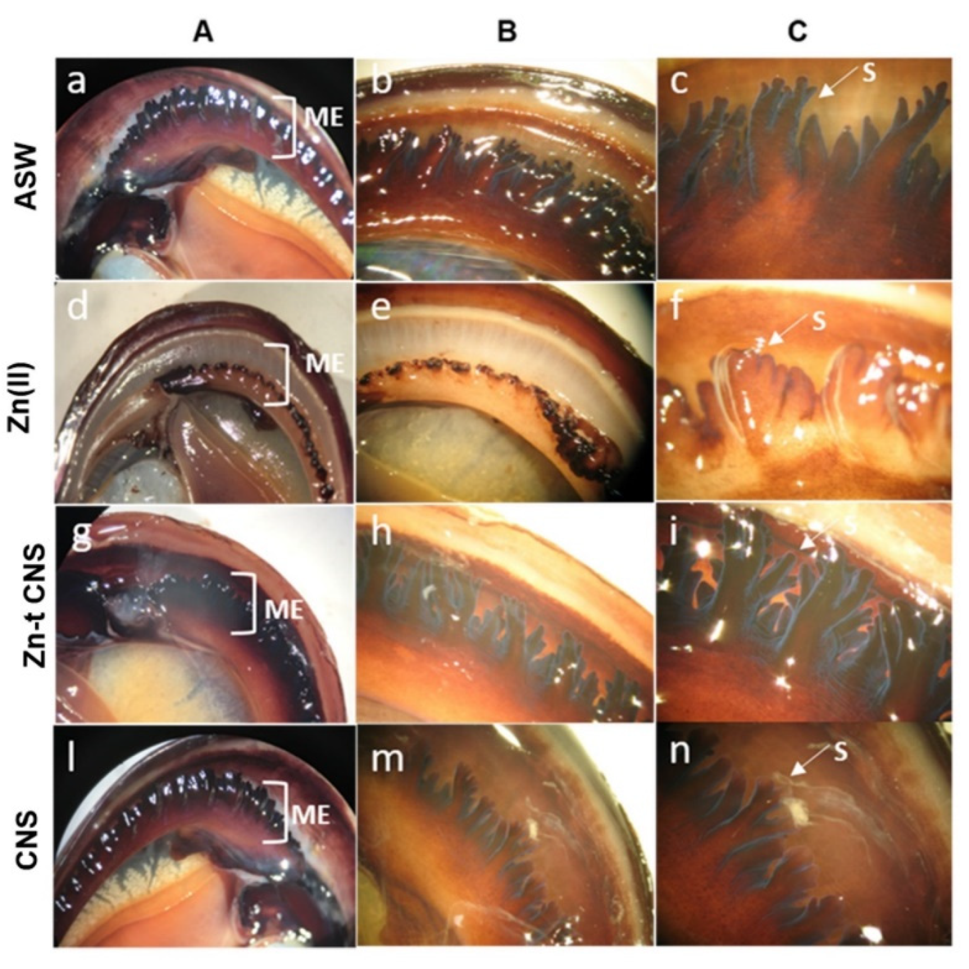 Nanomaterials 10 01283 g007