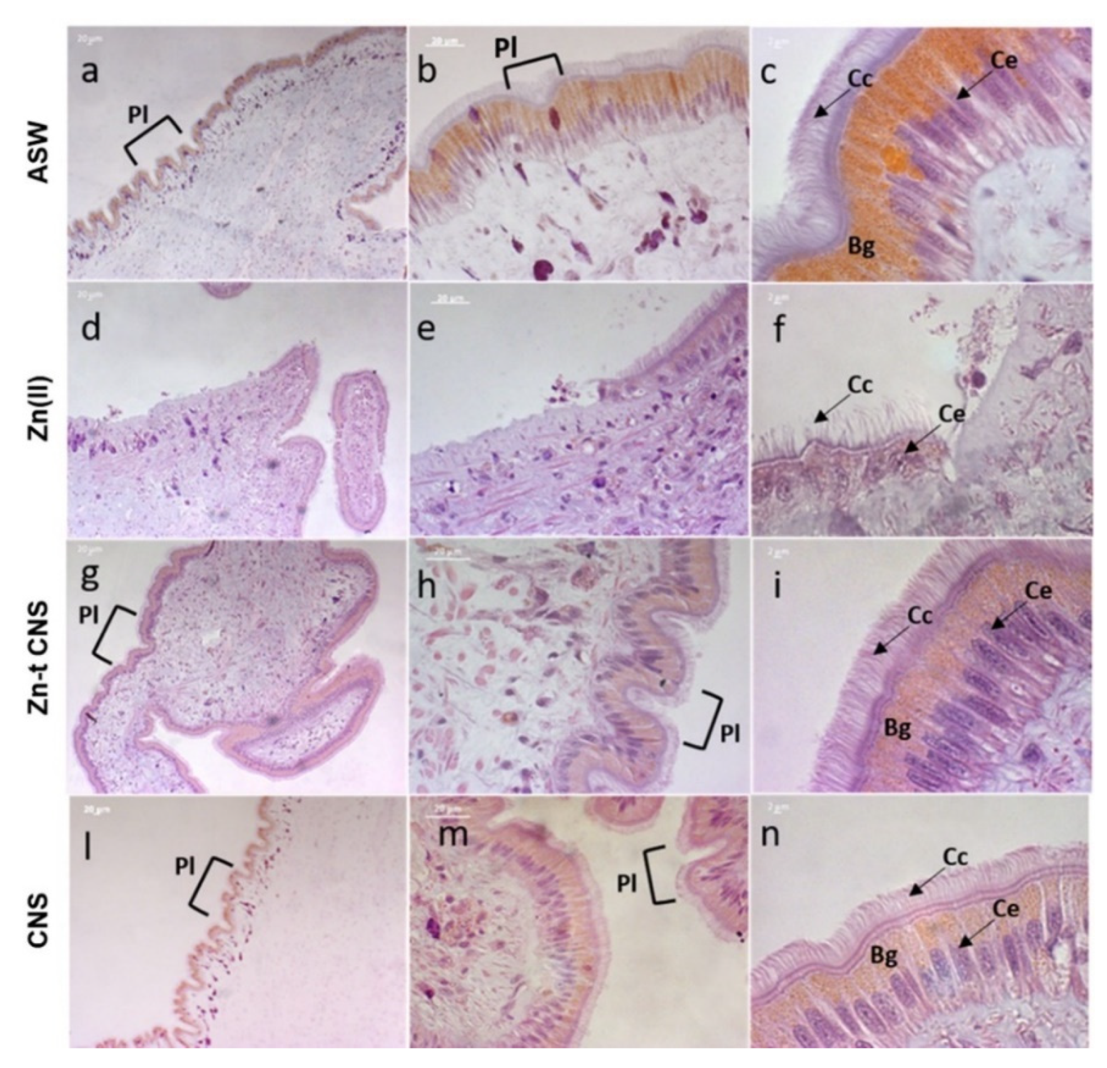 Nanomaterials 10 01283 g008