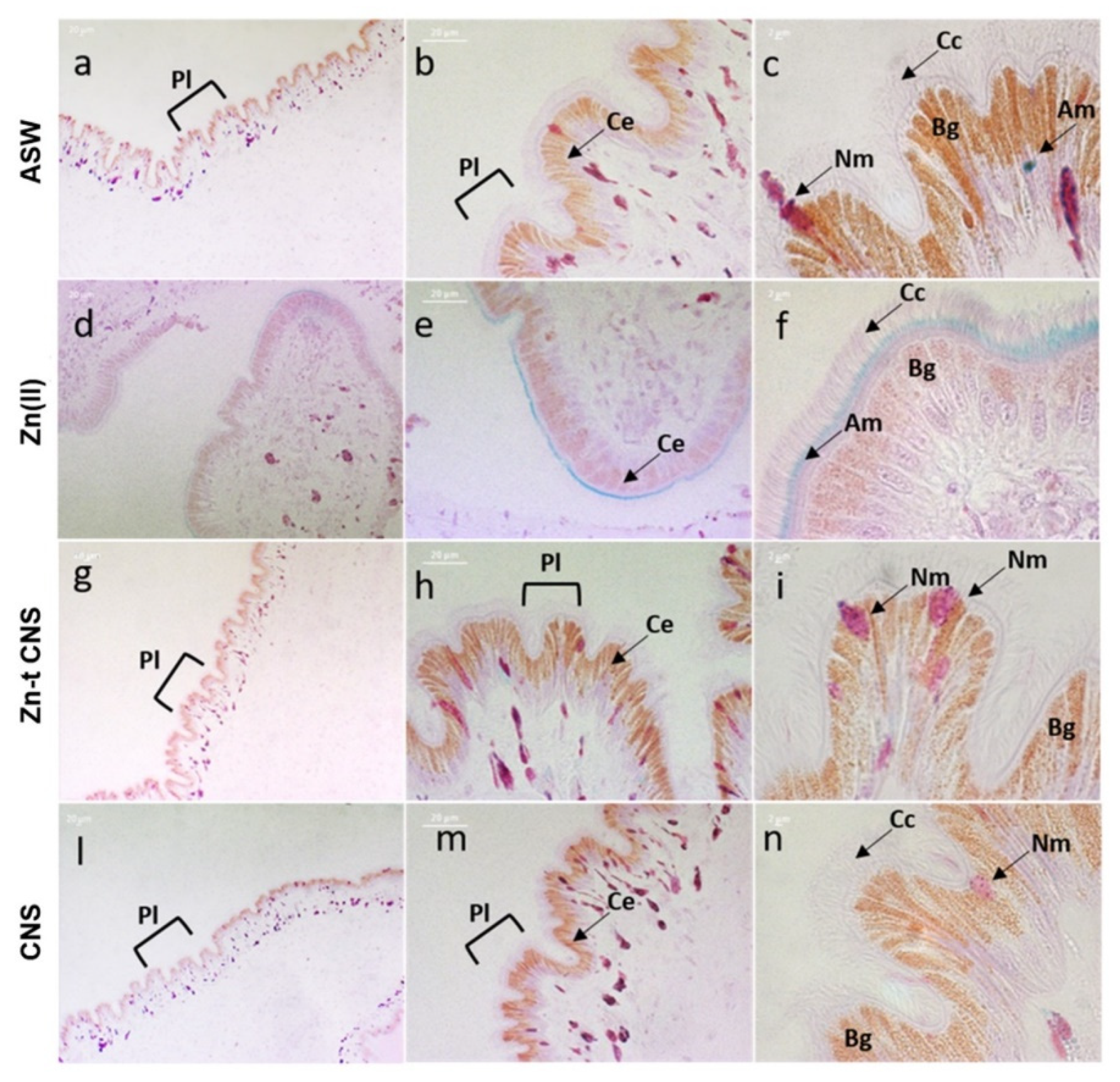 Nanomaterials 10 01283 g009