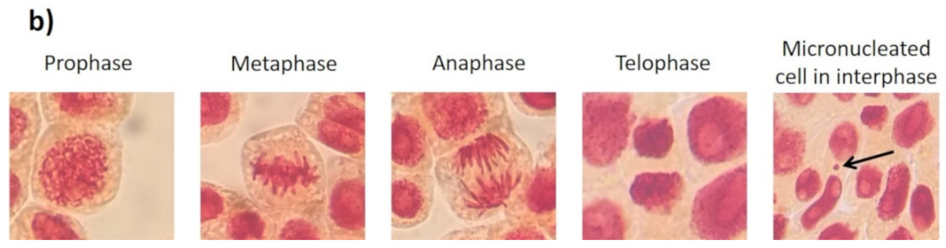 Nanomaterials 10 01386 g004b