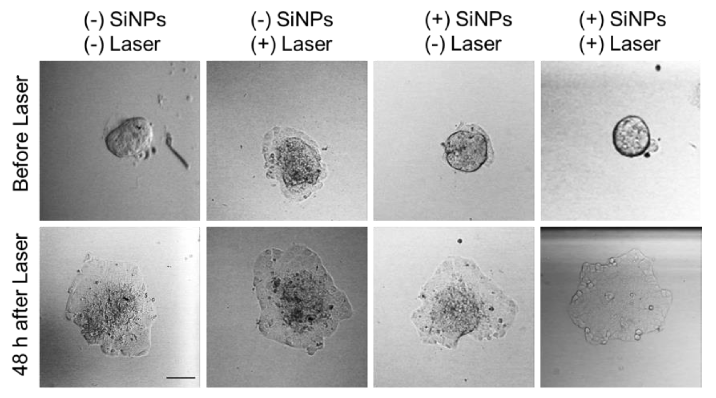 Nanomaterials 10 01462 g005 Nanomaterials 10 01462 g005