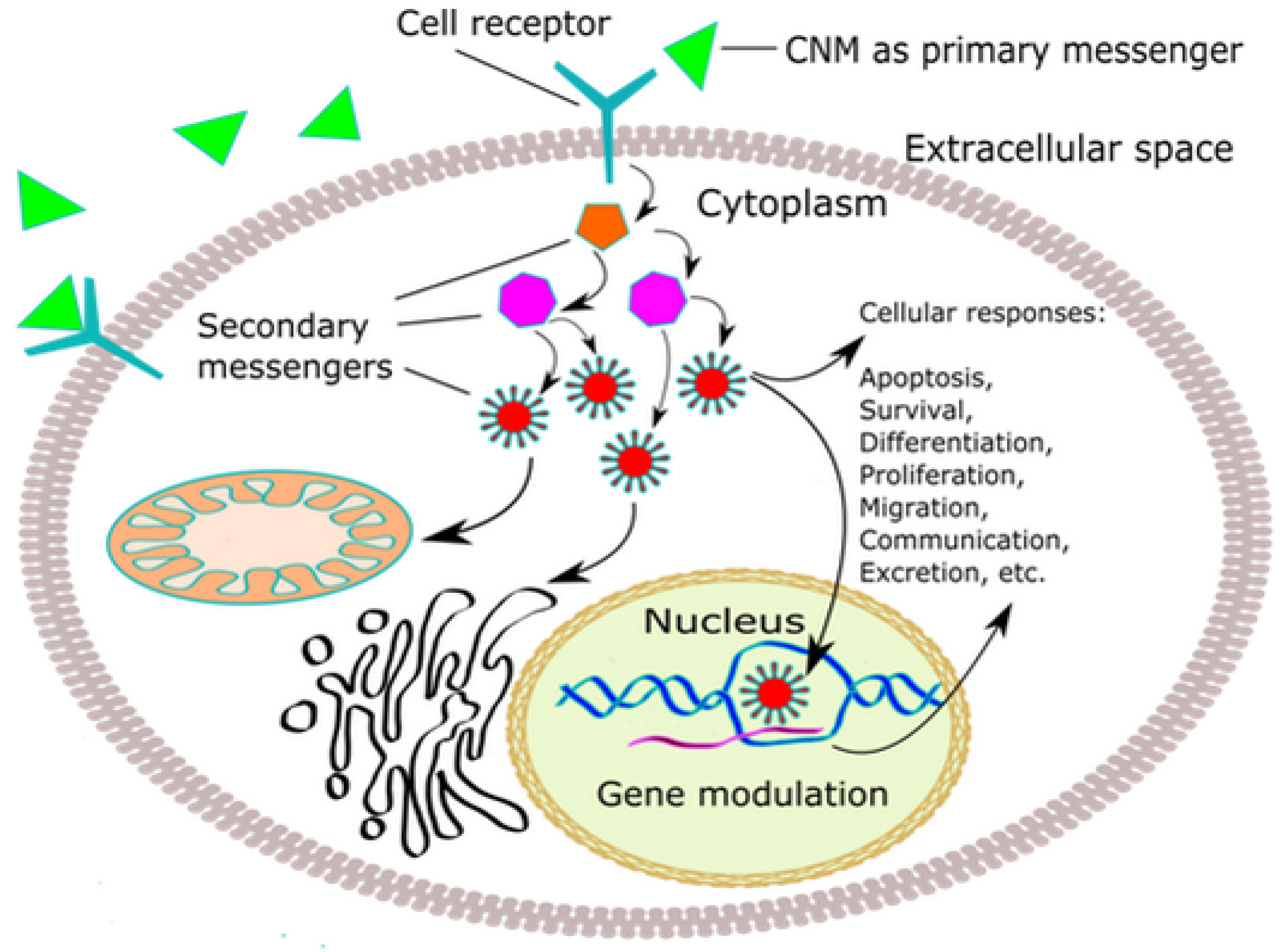 Nanomaterials 10 01508 g004