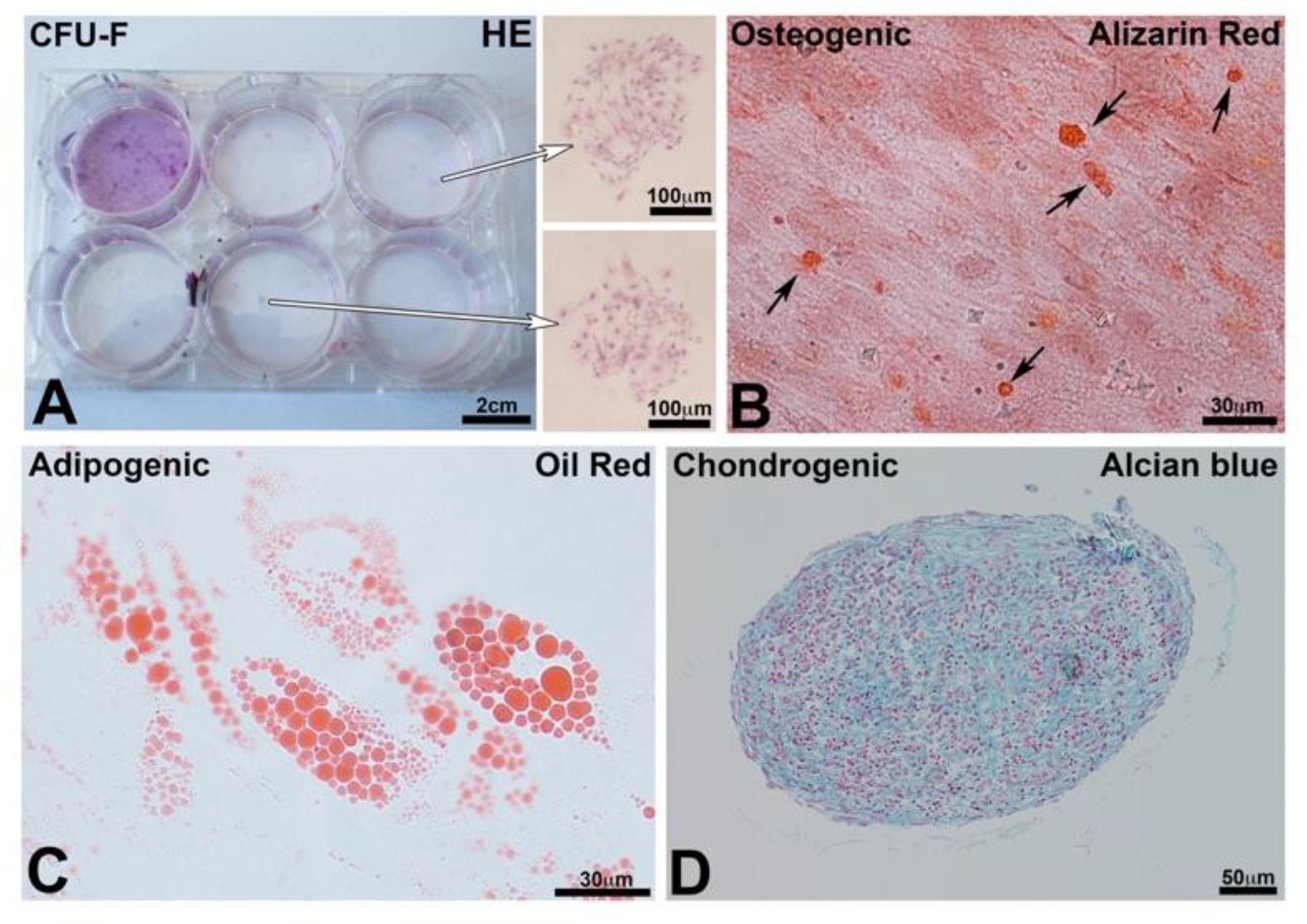 Nanomaterials 10 01774 g002