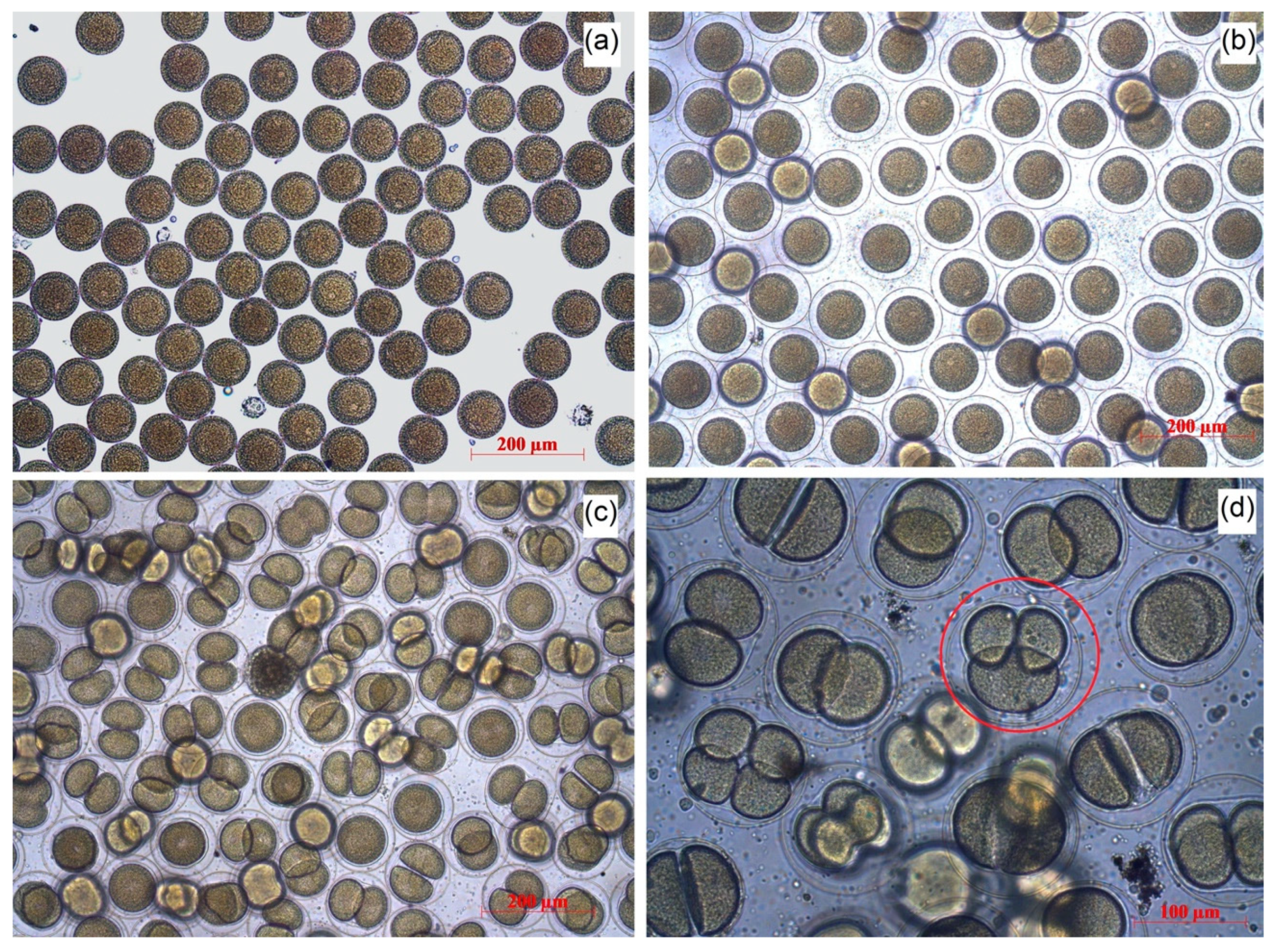 Nanomaterials 10 01825 g001