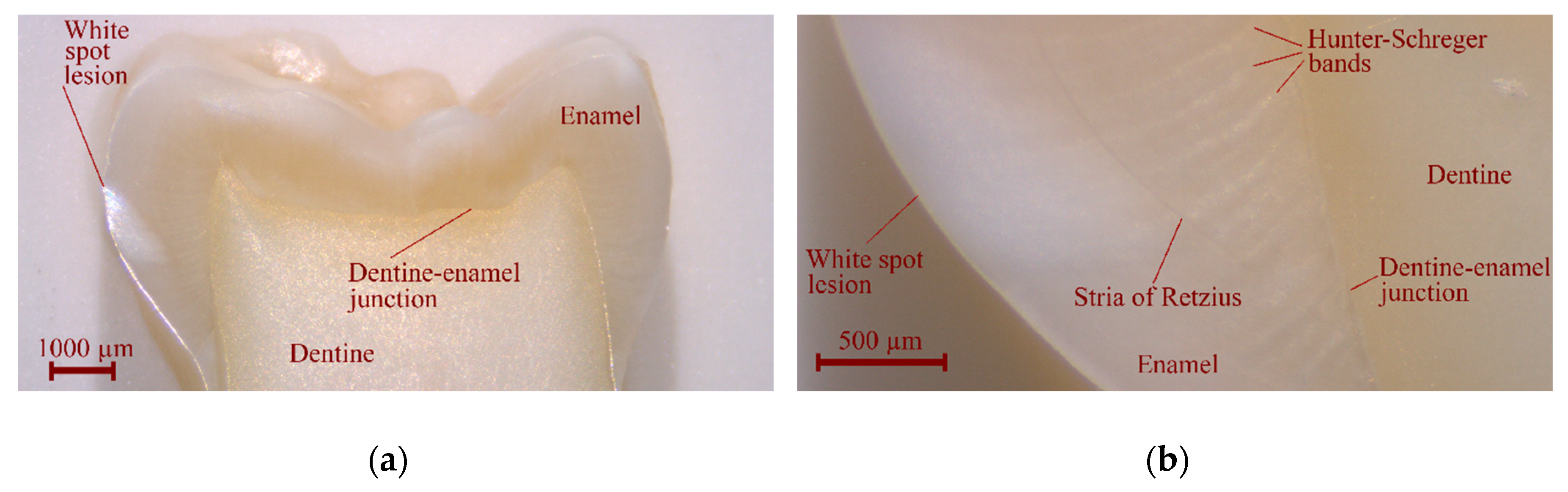 Nanomaterials 10 01889 g001 Nanomaterials 10 01889 g001