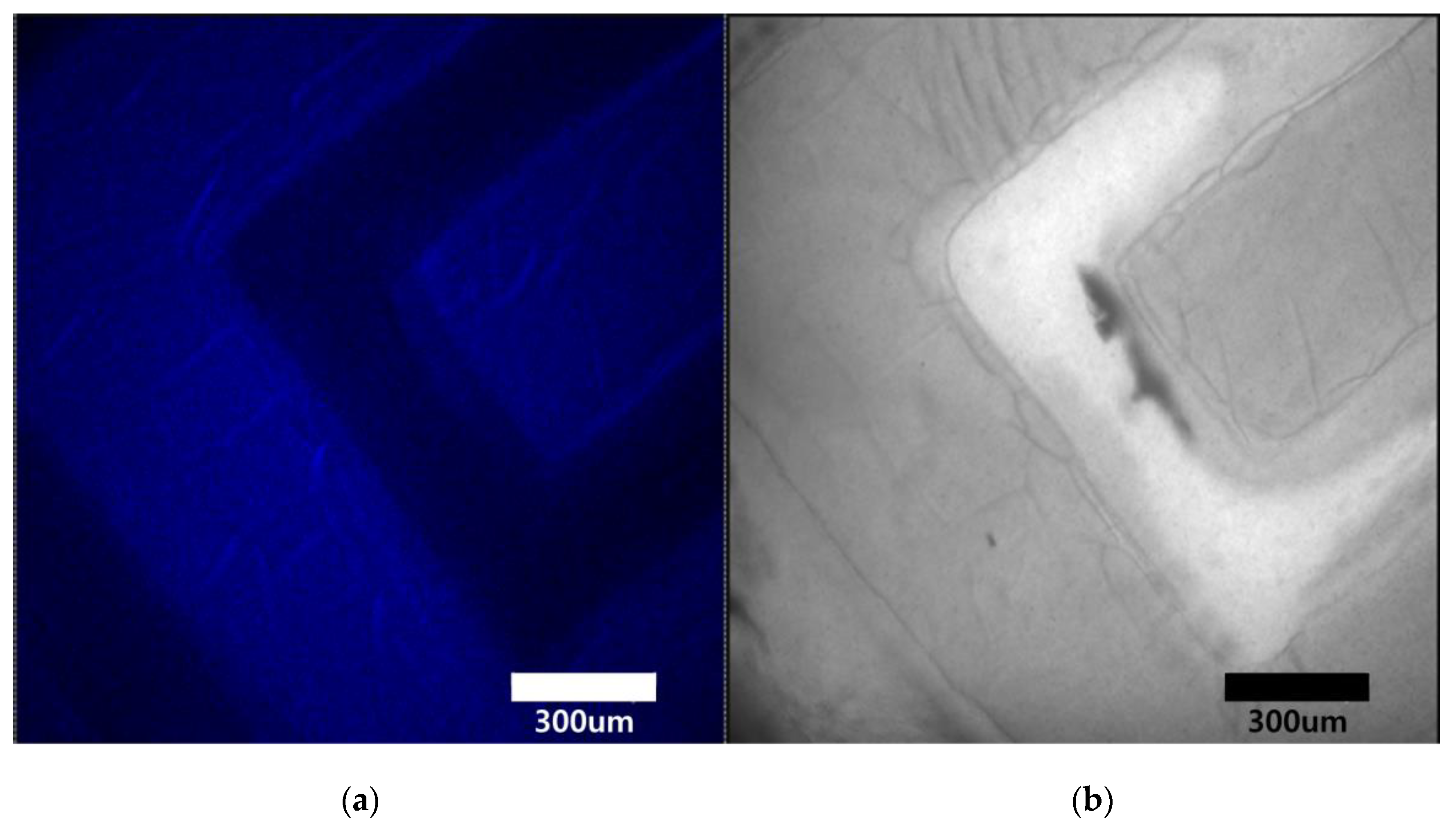 Nanomaterials 10 02054 g004