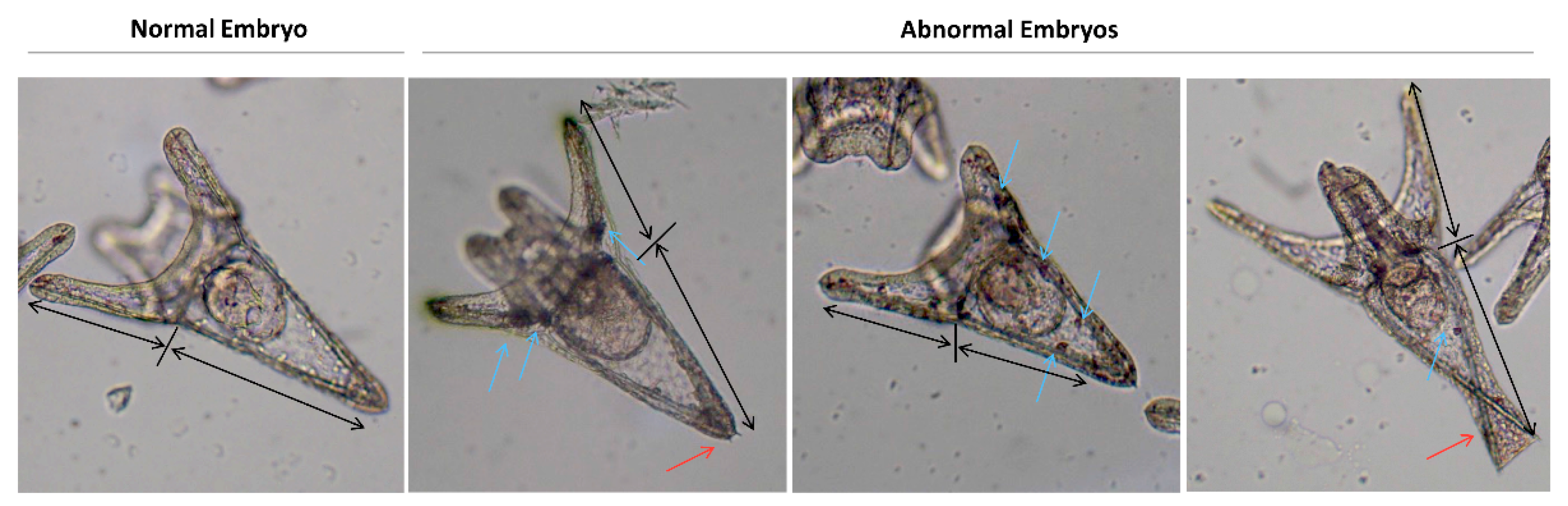Nanomaterials 10 02102 g002 Nanomaterials 10 02102 g002