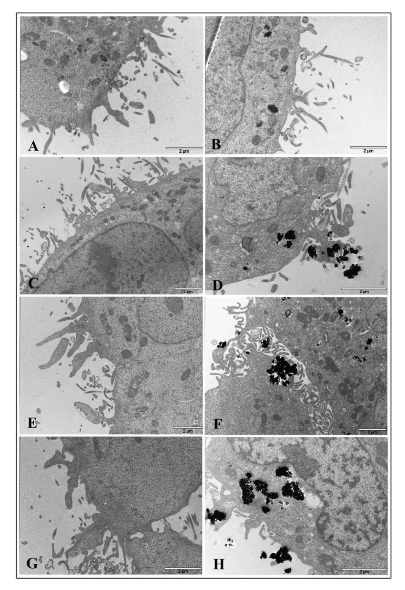 Nanomaterials 10 02196 g007