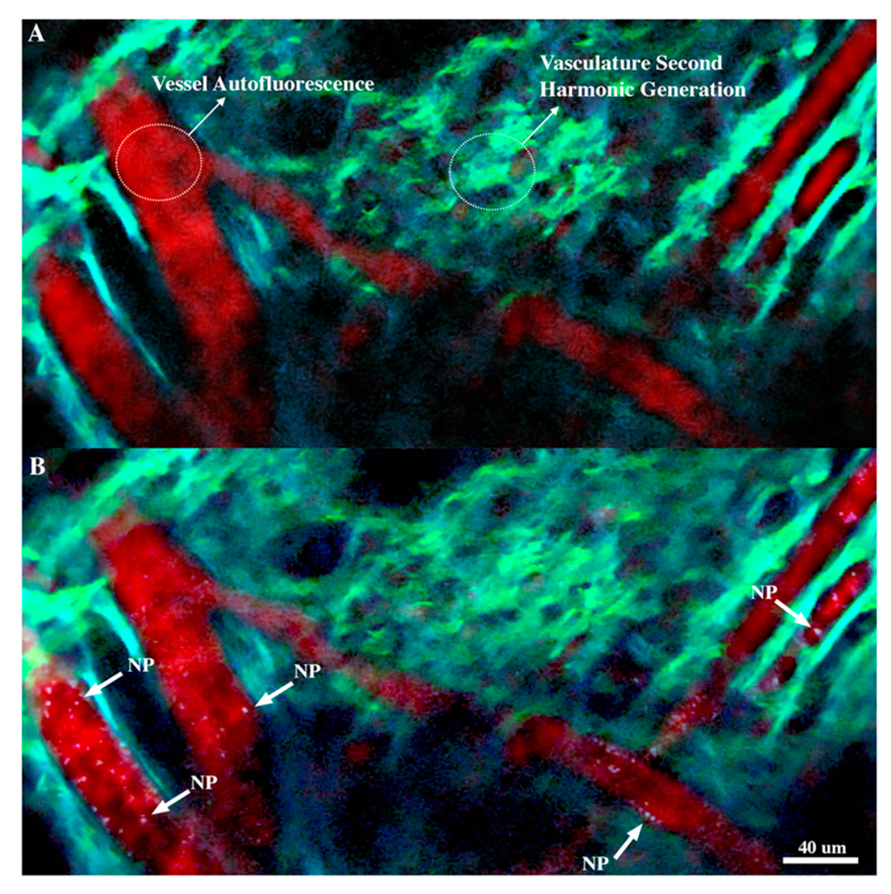 Nanomaterials 10 02239 g003