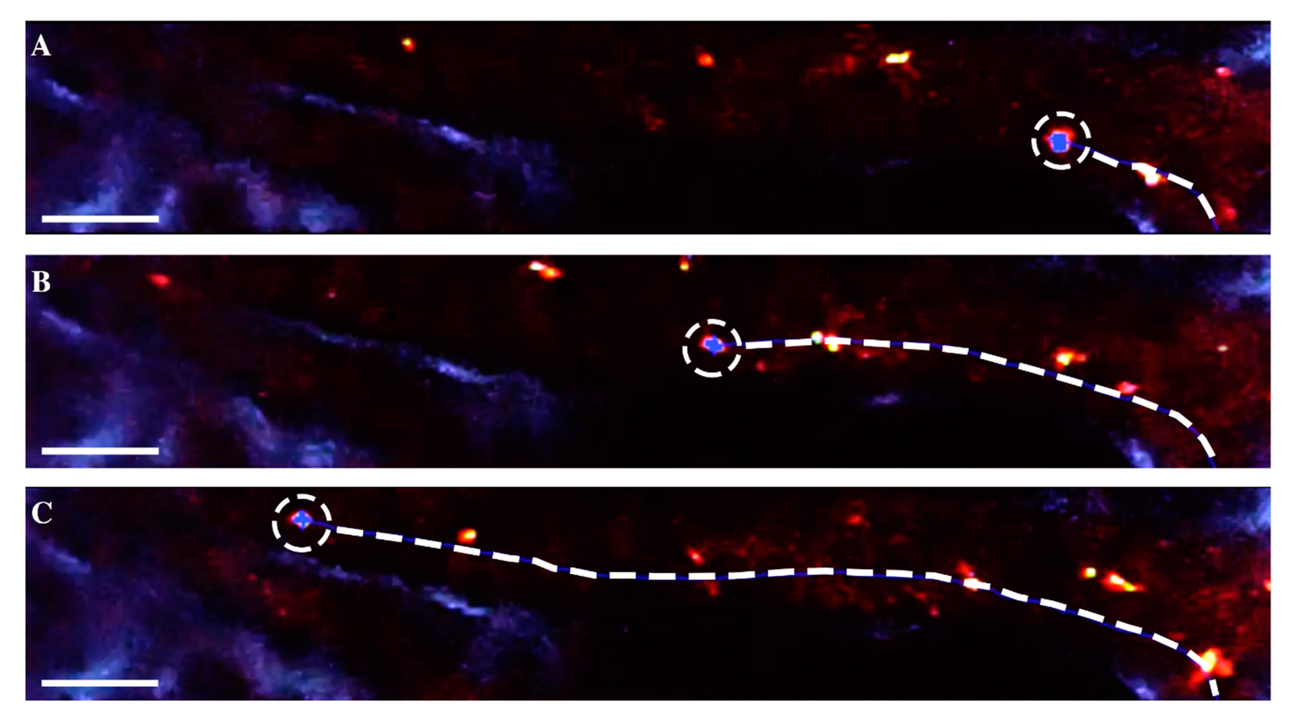 Nanomaterials 10 02239 g004