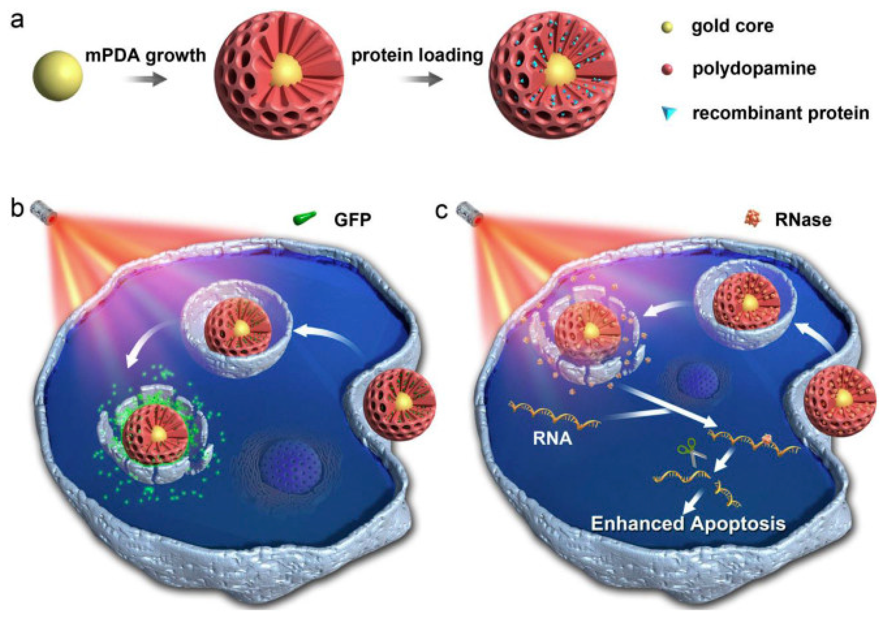 Nanomaterials 10 02276 g005 Nanomaterials 10 02276 g005