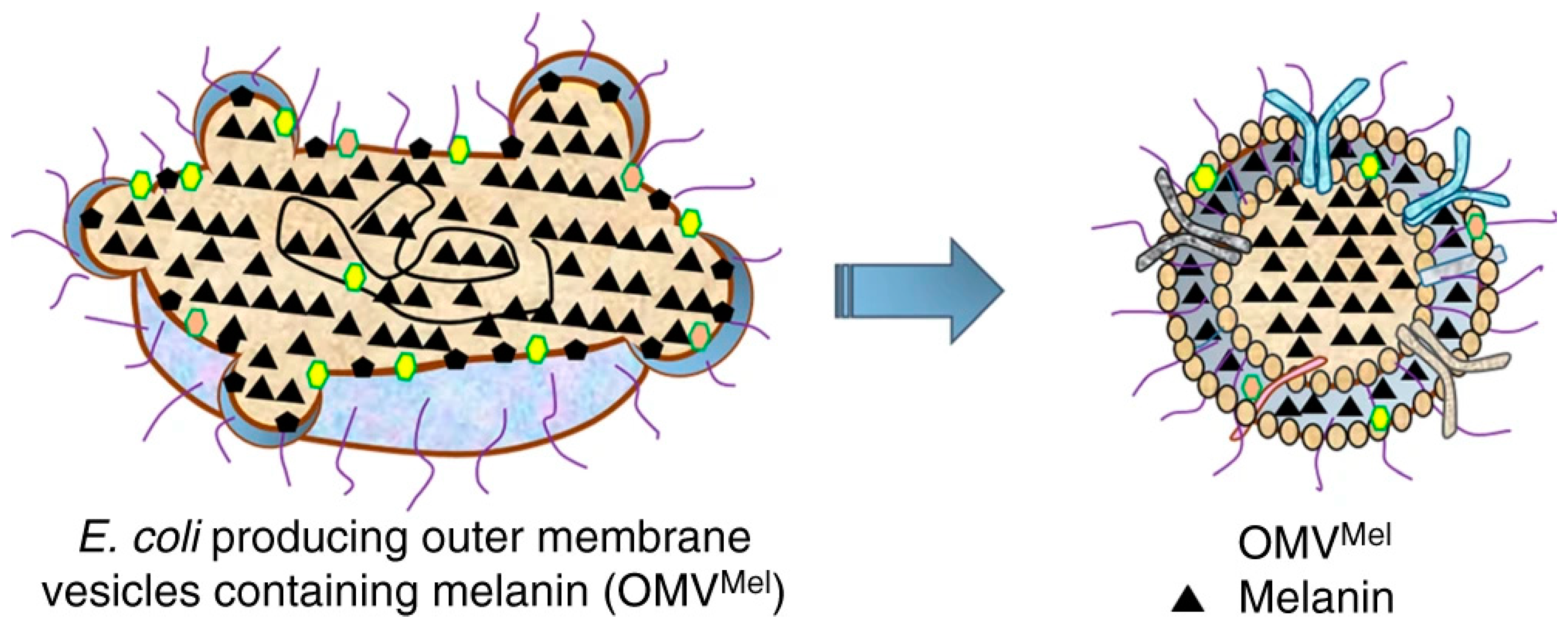 Nanomaterials 10 02276 g006 Nanomaterials 10 02276 g006