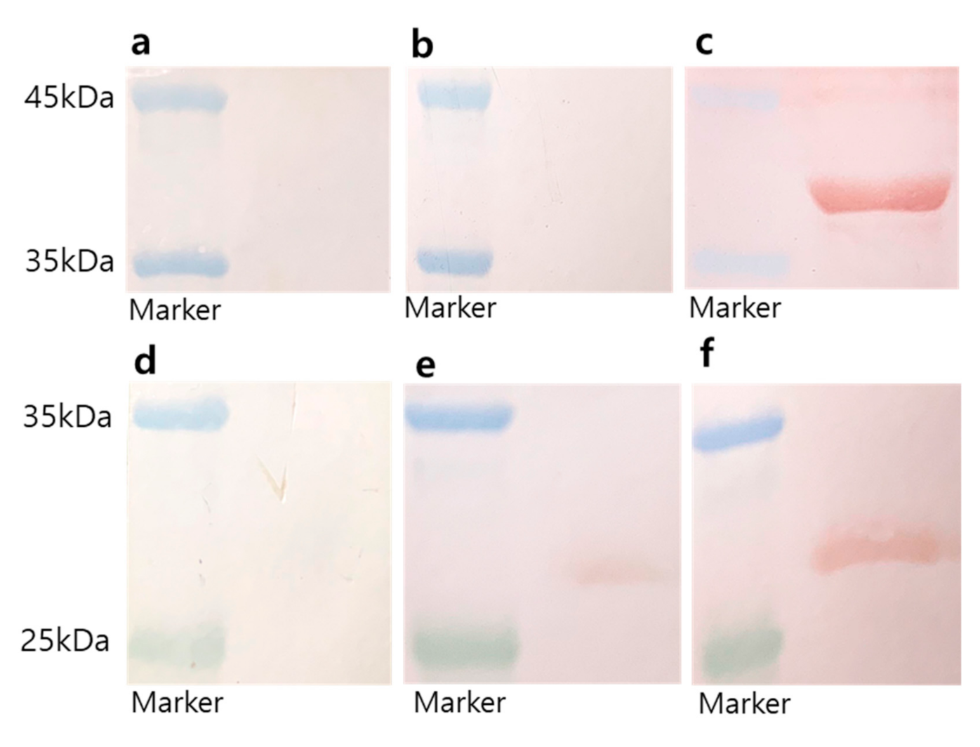 Nanomaterials 10 02342 g005