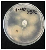 Nanomaterials 10 02374 i004 Nanomaterials 10 02374 i004