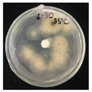 Nanomaterials 10 02374 i006 Nanomaterials 10 02374 i006