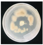 Nanomaterials 10 02374 i009 Nanomaterials 10 02374 i009