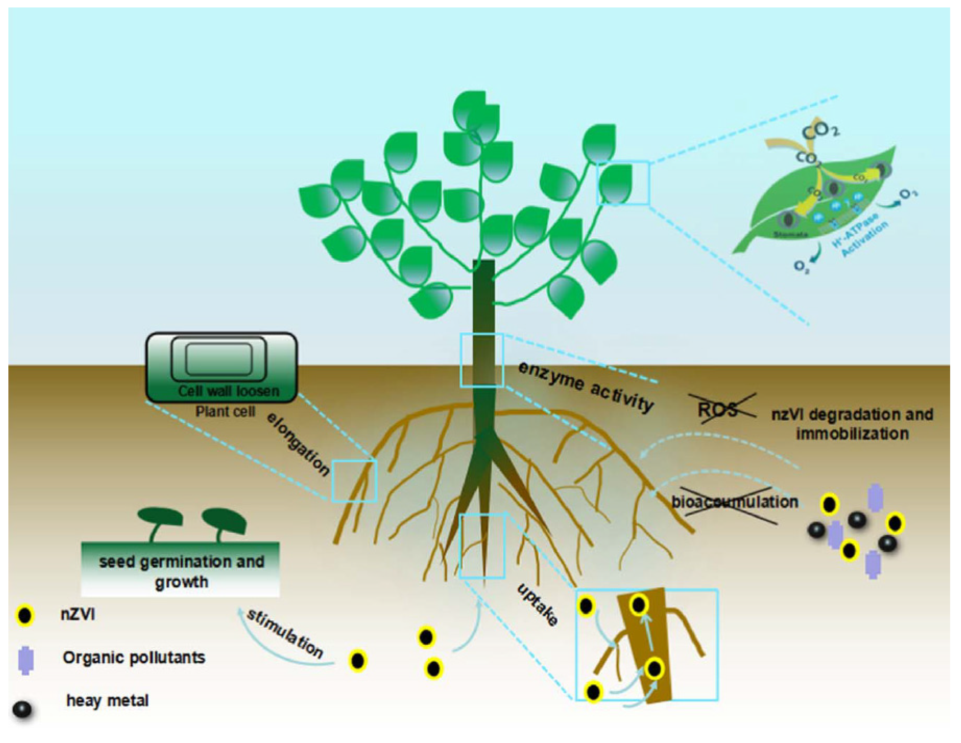 Nanomaterials 10 02411 g002