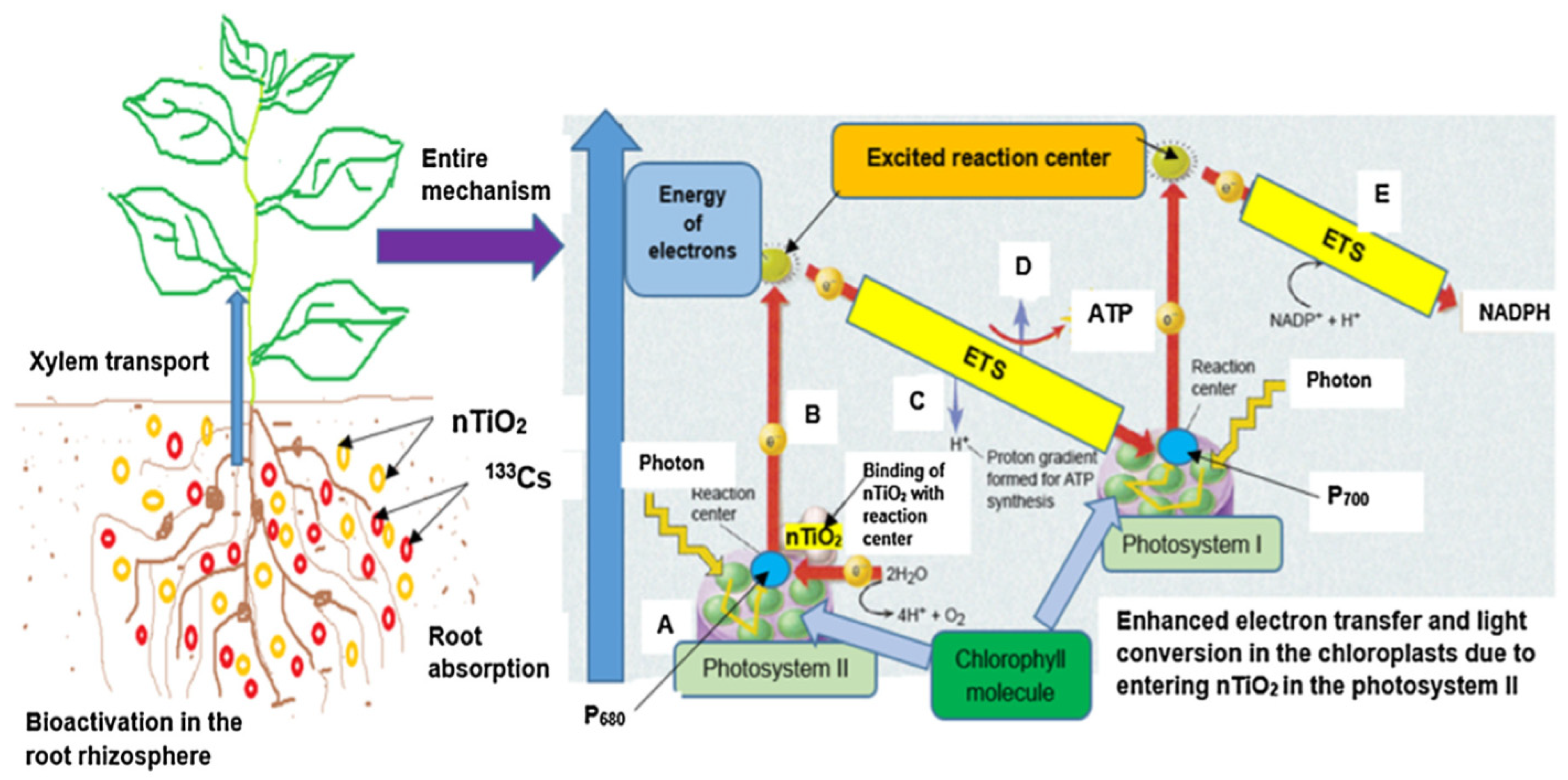 Nanomaterials 10 02411 g003