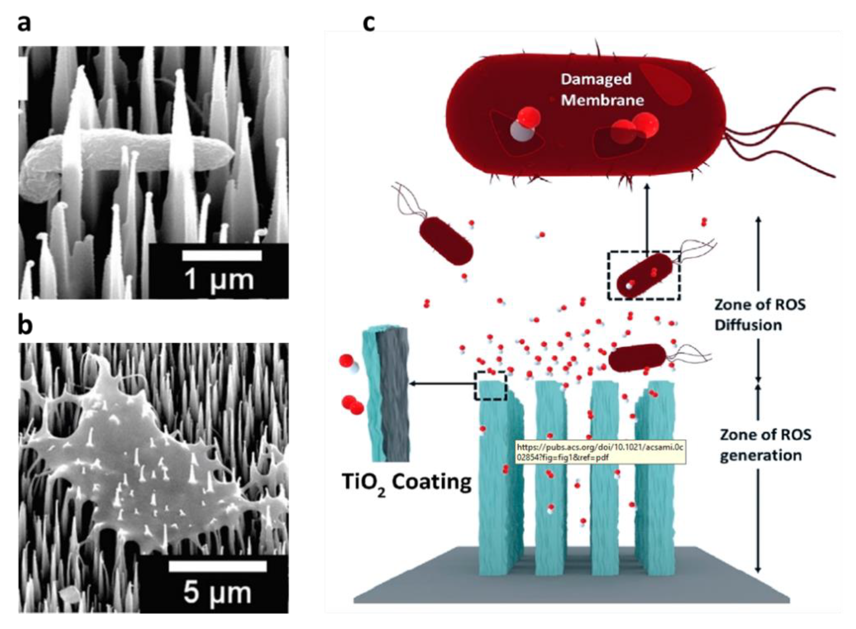 Nanomaterials 11 00041 g014